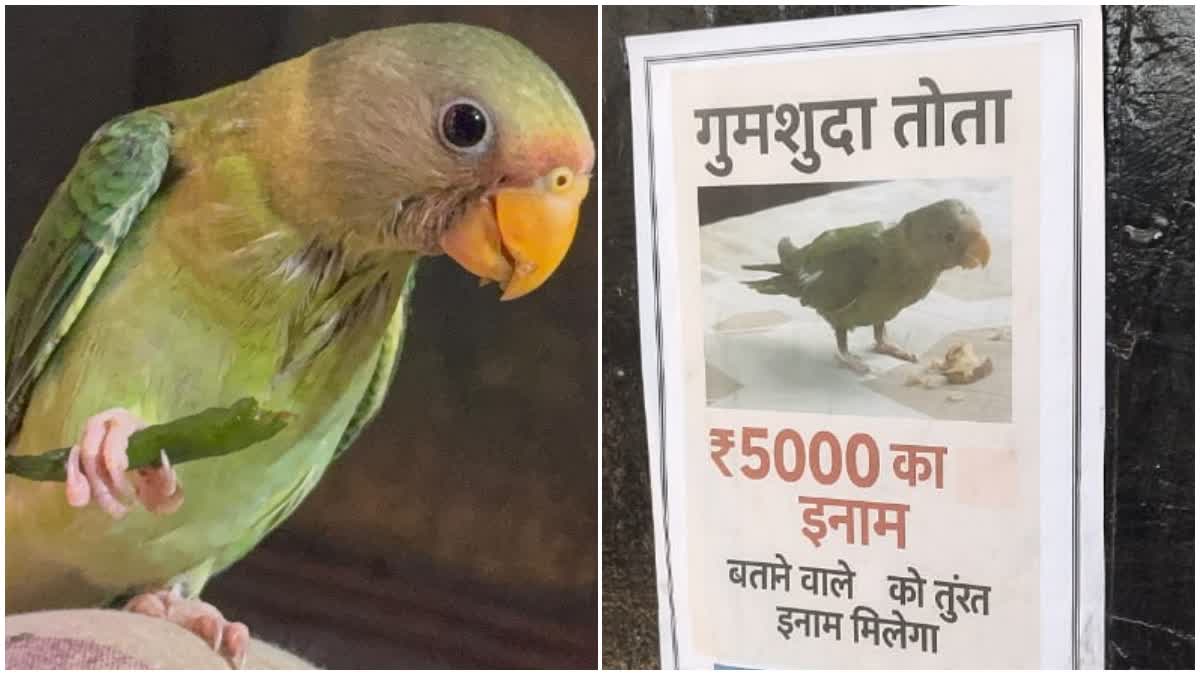 इस गुमशुदा तोते को ढूंढने वाले को ₹5000 का इनाम, हरिद्वार शहर में लगे पोस्टर